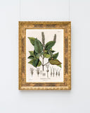 Weinmannia Heterophylla