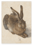 Albrecht Dürer - Feldhase