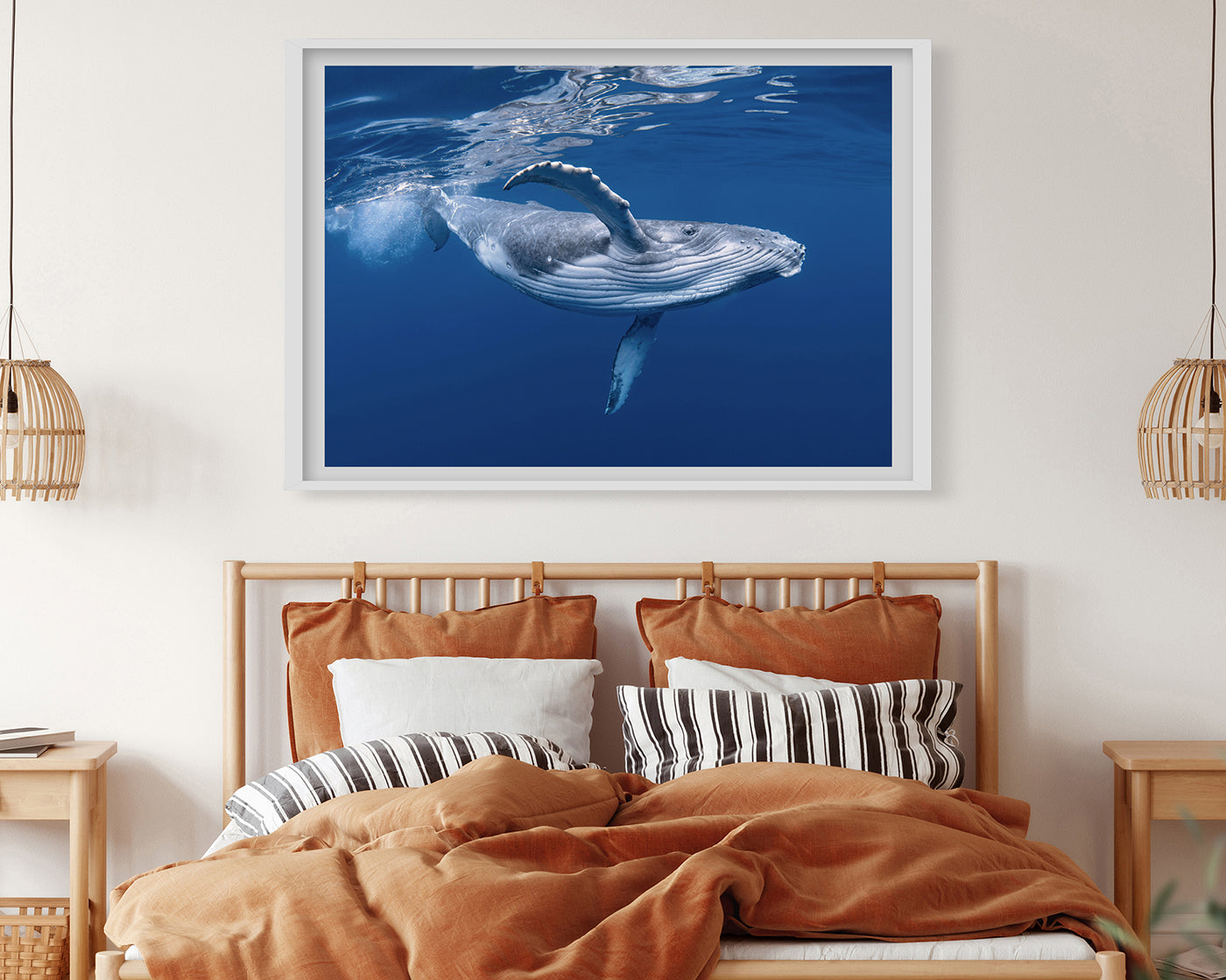 Blauwal unter Wasser