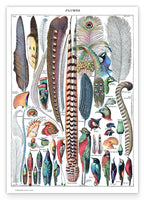 Adolphe Philippe Millot - Federn