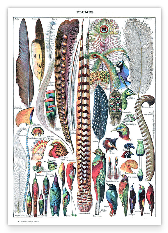 Adolphe Philippe Millot - Federn Hover Image