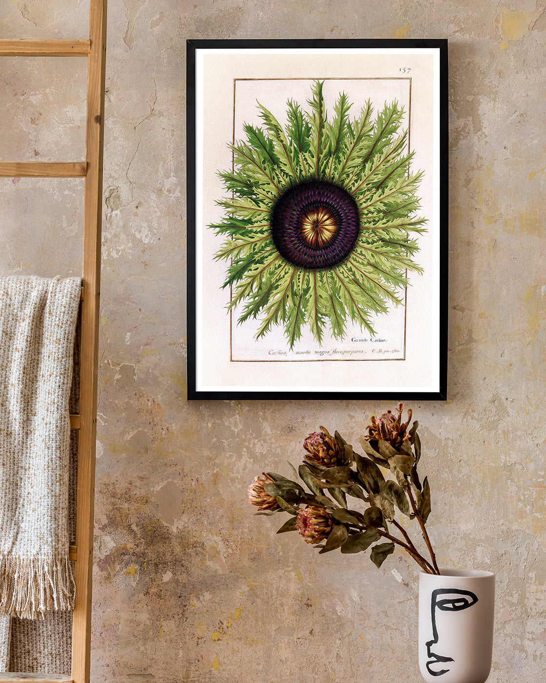 Calina - Eberwurzen Golddisteln