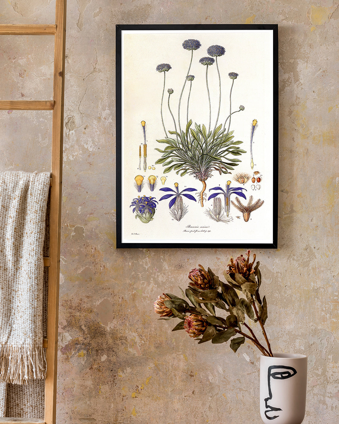 Brunonia Sericea - Lila Blüten