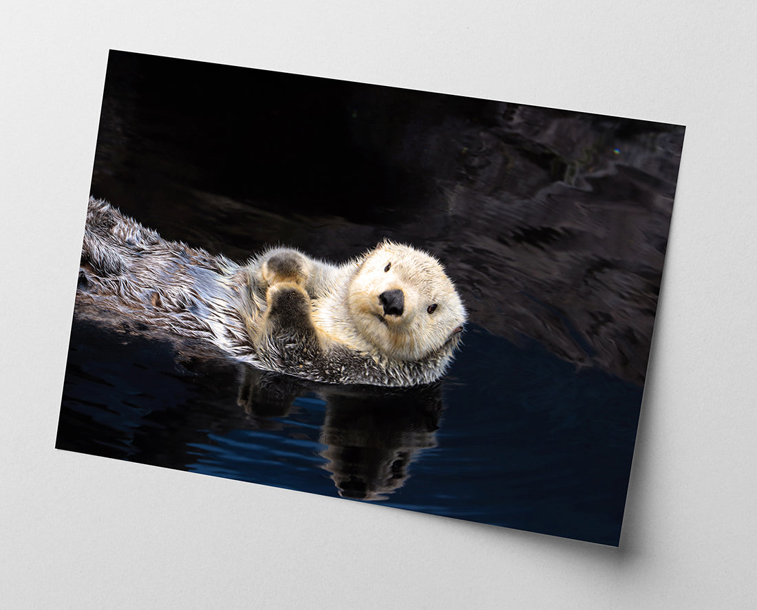 Schwimmender Seeotter