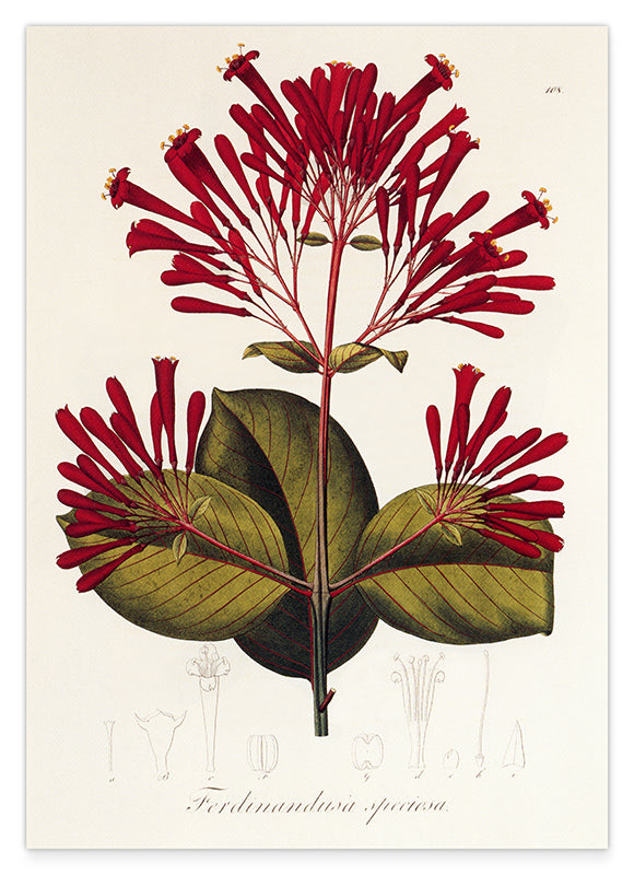 Ferdinandusa speciosa - Rötegewächs Hover Image