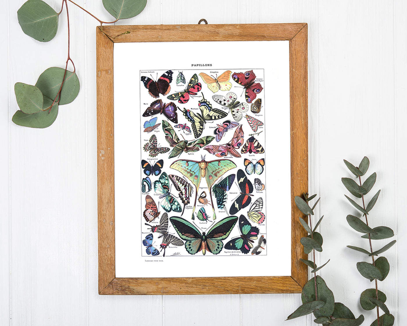 Adolphe Philippe Millot - Schmetterlinge