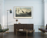 John James Audubon - Schwan auf Insektenjagd