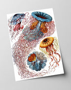 Ernst Haeckel - Quallen