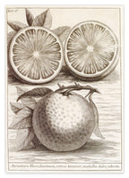 Citrus Aurantium - Zitruspflanze