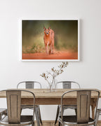 Karakal - Großkatze