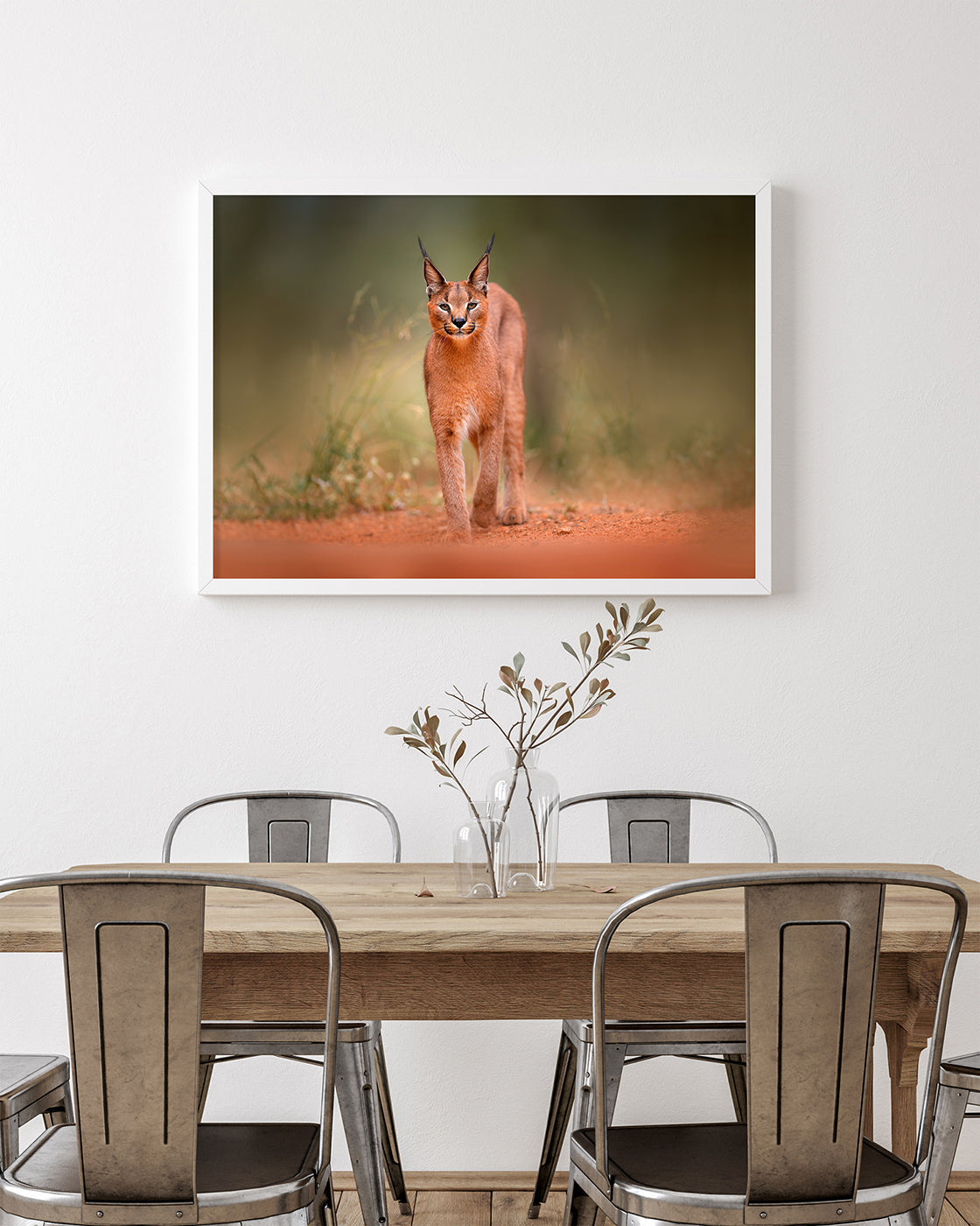 Karakal - Großkatze