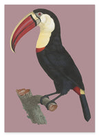 François Levaillant - Tukan auf lila Hintergrund