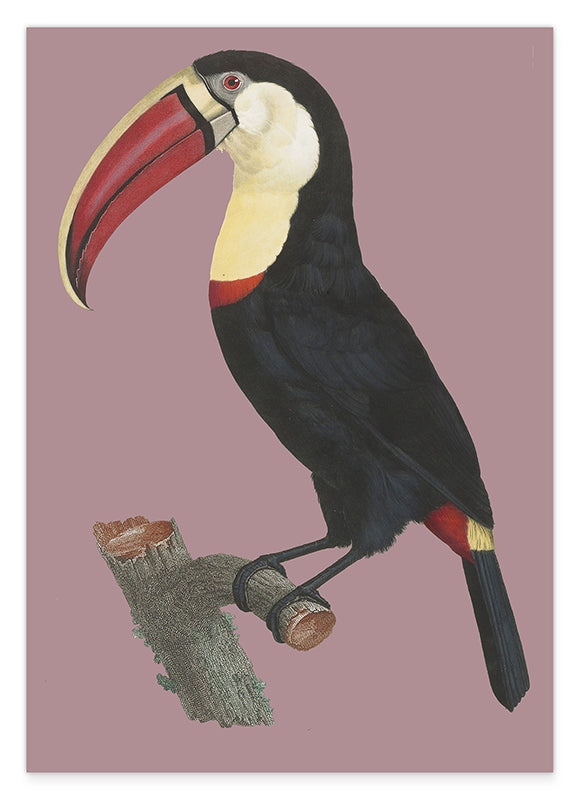 François Levaillant - Tukan auf lila Hintergrund