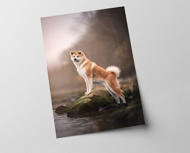 Akita Inu am Wasser Main Image