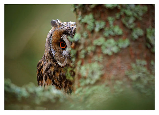 Eule hinter Baum Hover Image