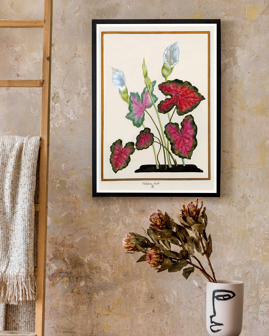 Caladium bicolor - Buntwurz mit roten Blättern