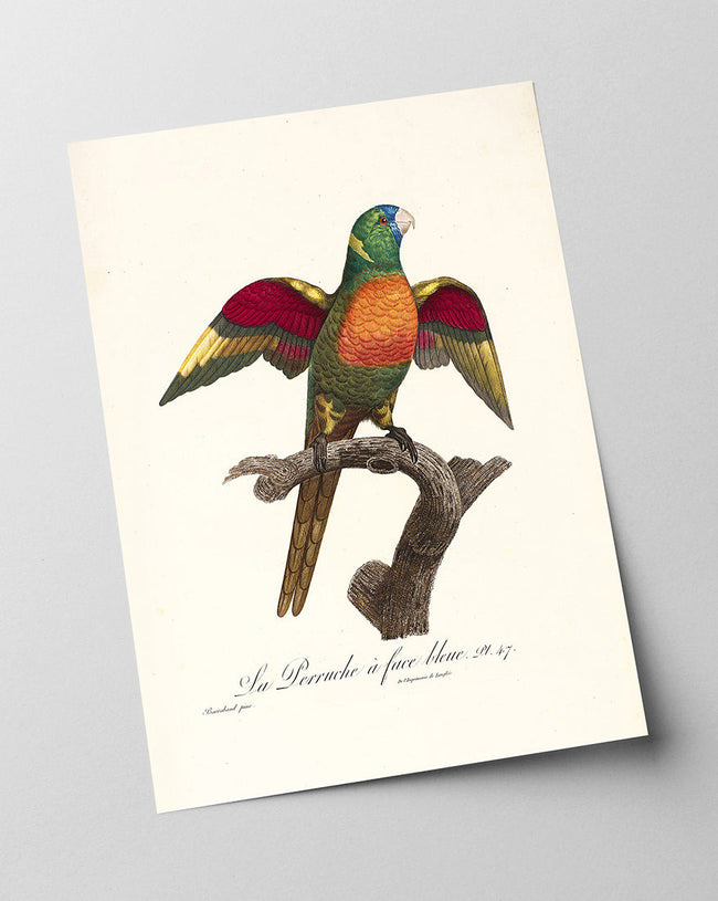 François Levaillant - Bunter Paradiesvogel Main Image