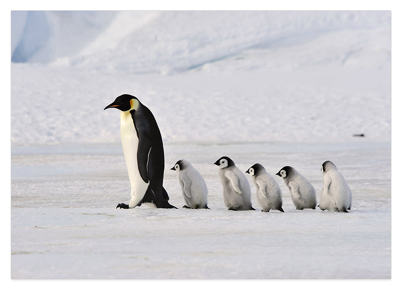 Pinguin-Mama mit Küken