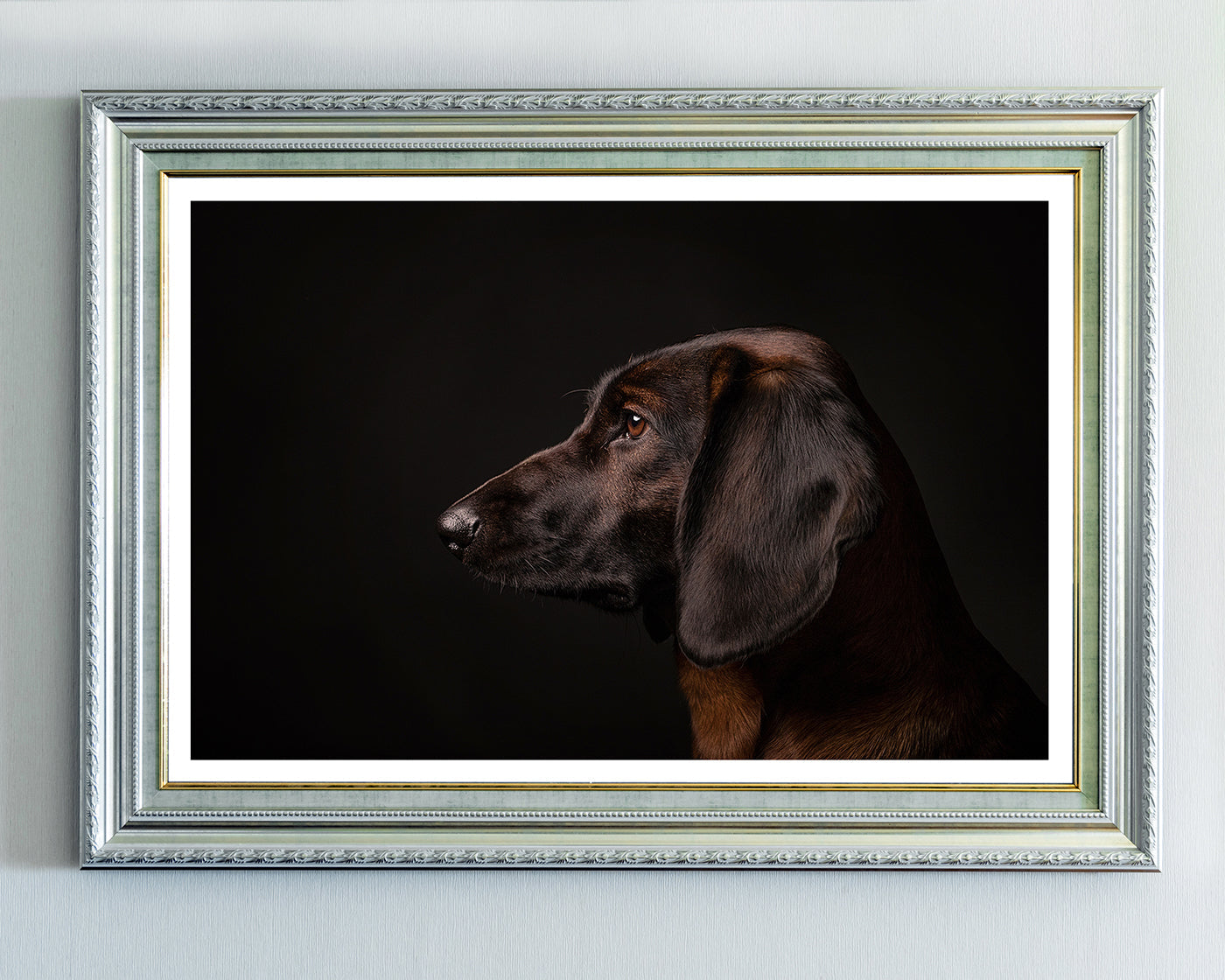 Bayerischer Gebirgsschweißhund - Jagdhund