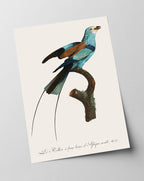 François Levaillant - Bunter Paradiesvogel