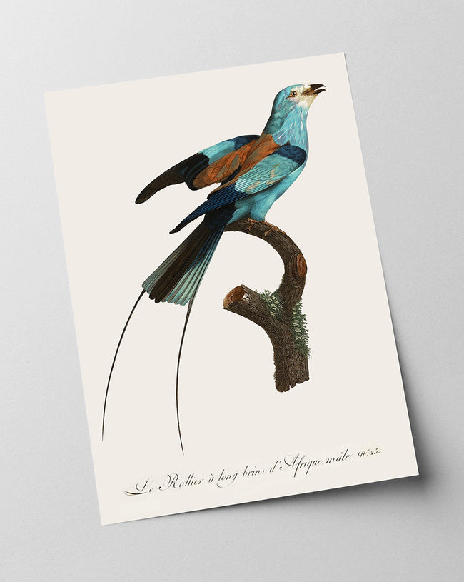 François Levaillant - Bunter Paradiesvogel Main Image