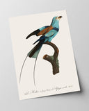 François Levaillant - Bunter Paradiesvogel