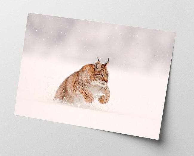 Springender Luchs im Schnee Main Image