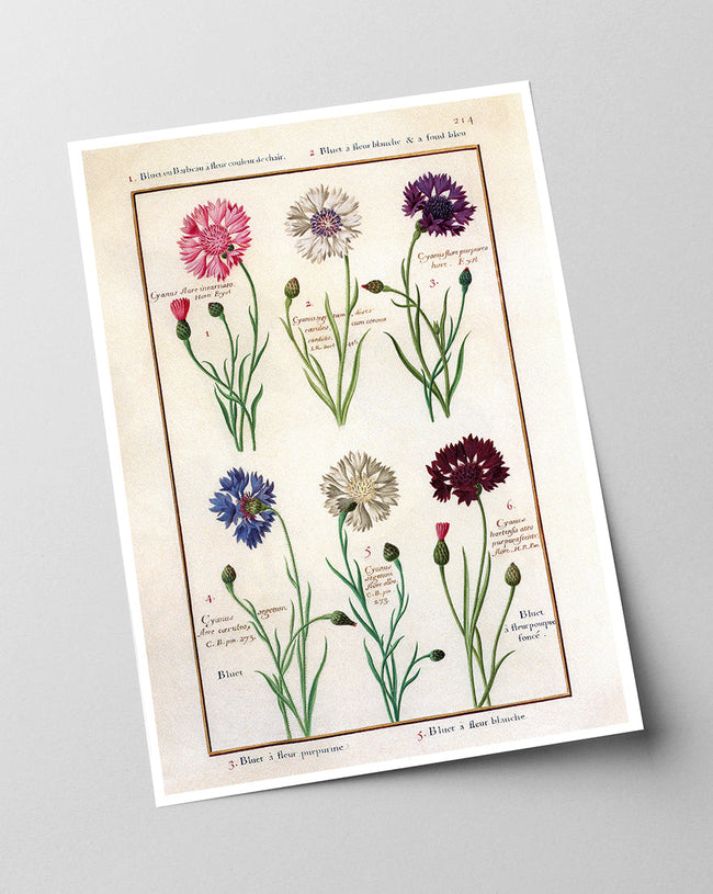 Eine Übersicht blühender Blumen Main Image