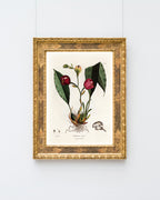 Anguloa Superba - Orchidee