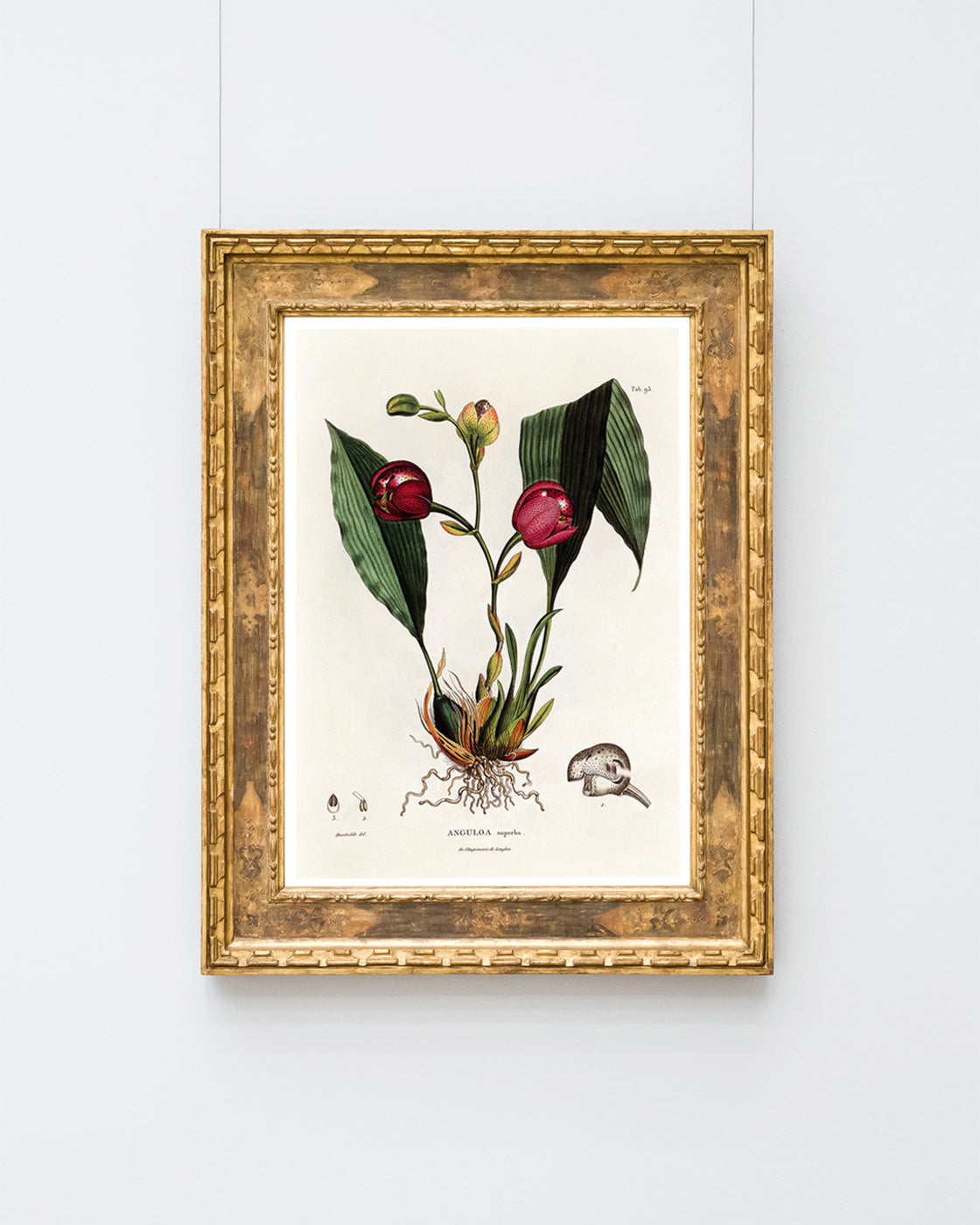 Anguloa Superba - Orchidee