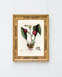 Anguloa Superba - Orchidee