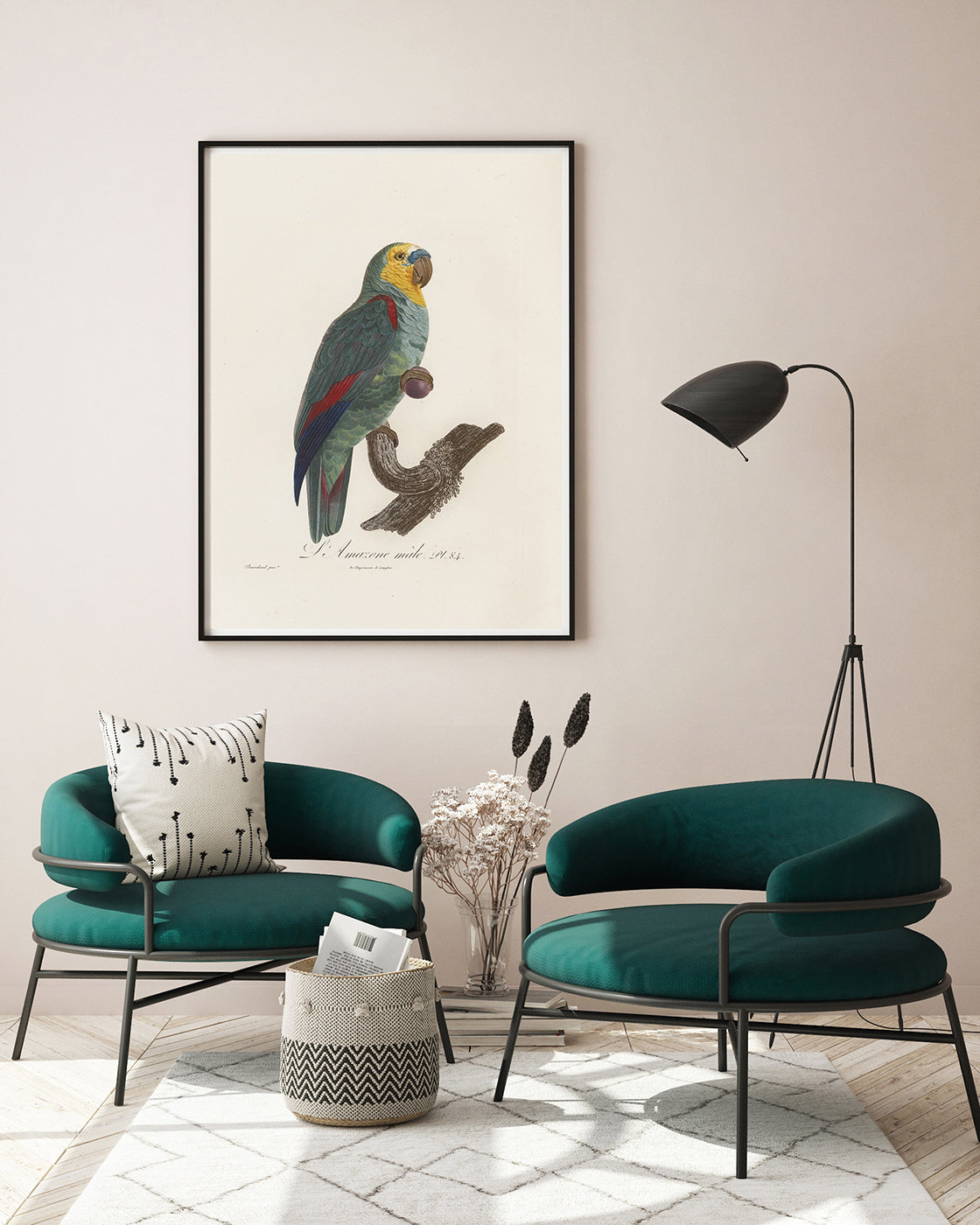 François Levaillant - Paradiesvogel