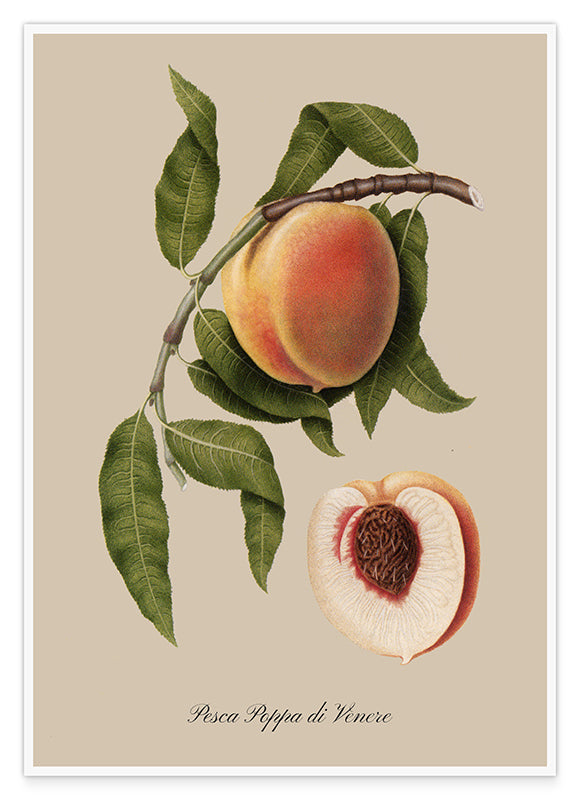 Pfirisch am Zweig Hover Image