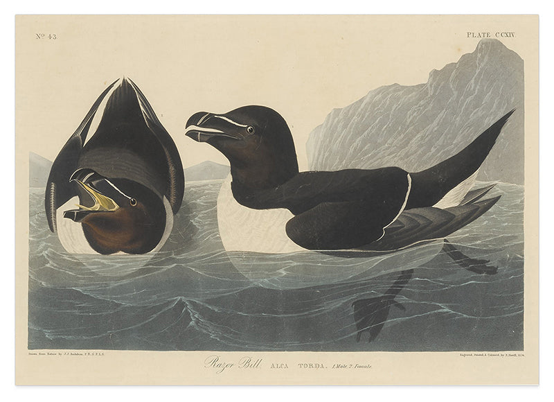 John James Audubon - Zwei Enten im Wasser