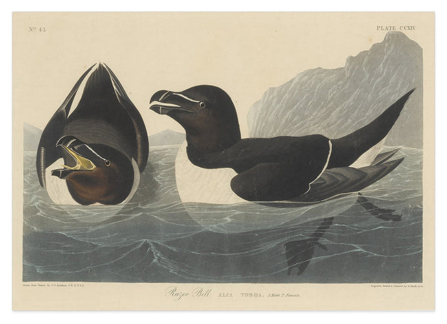 John James Audubon - Zwei Enten im Wasser Hover Image
