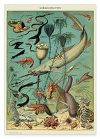 Adolphe Philippe Millot - Unterwasserwelt I