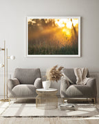 Sonnenstrahlen auf einer Wiese