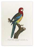 François Levaillant - Paradiesvogel