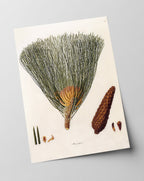 Pinus Palustris - Sumpf-Kiefer mit Zapfen