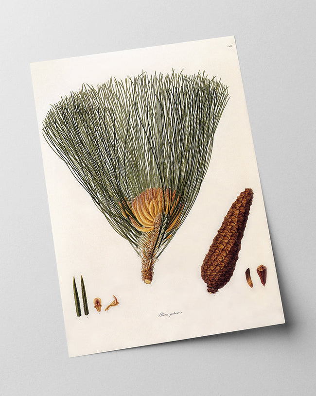 Pinus Palustris - Sumpf-Kiefer mit Zapfen Main Image