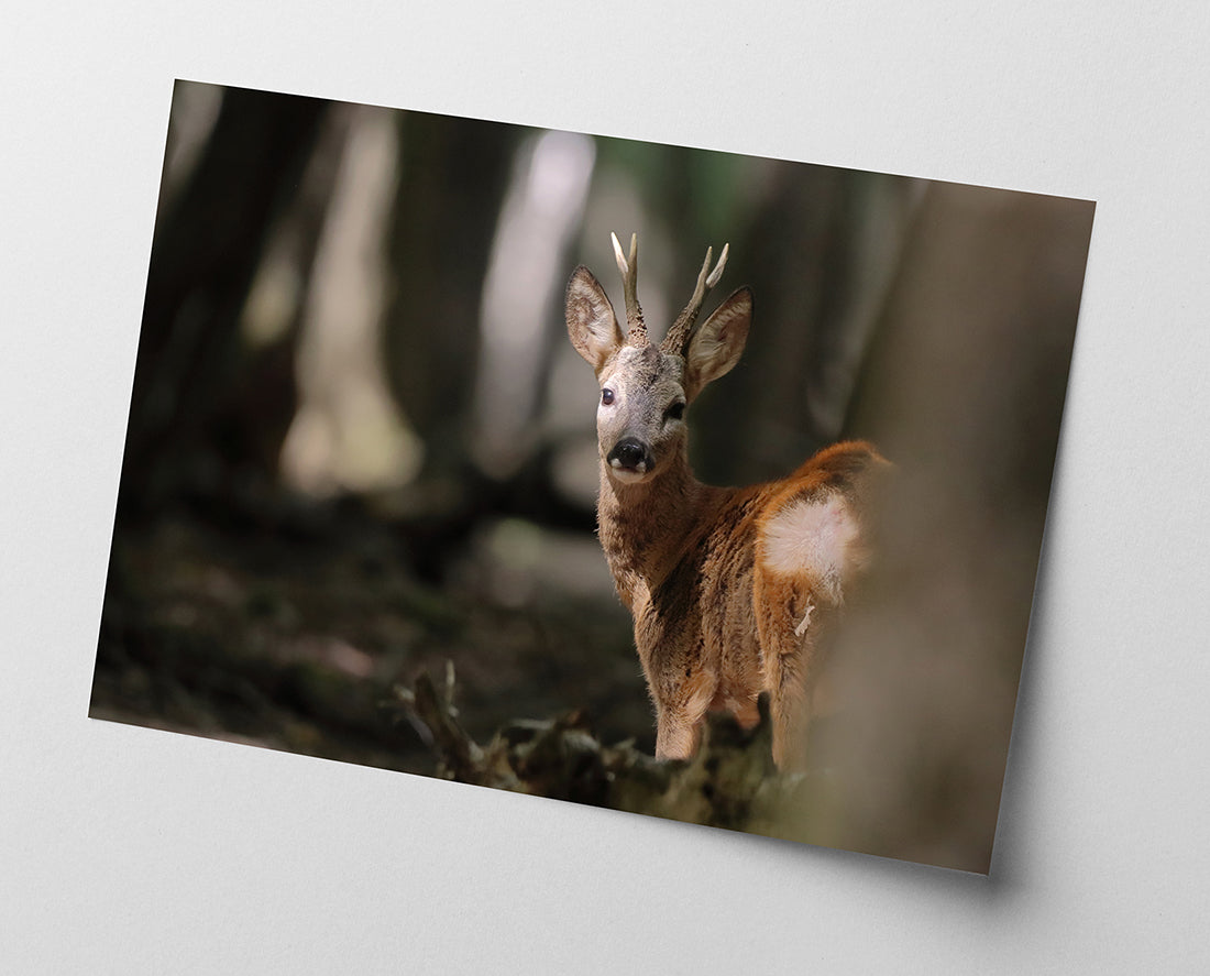 Rehbock im Wald