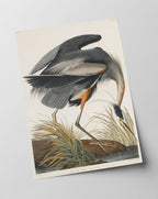 John James Audubon - Kranich auf Futtersuche