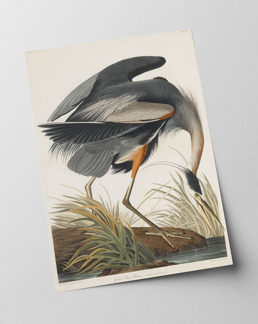 John James Audubon - Kranich auf Futtersuche