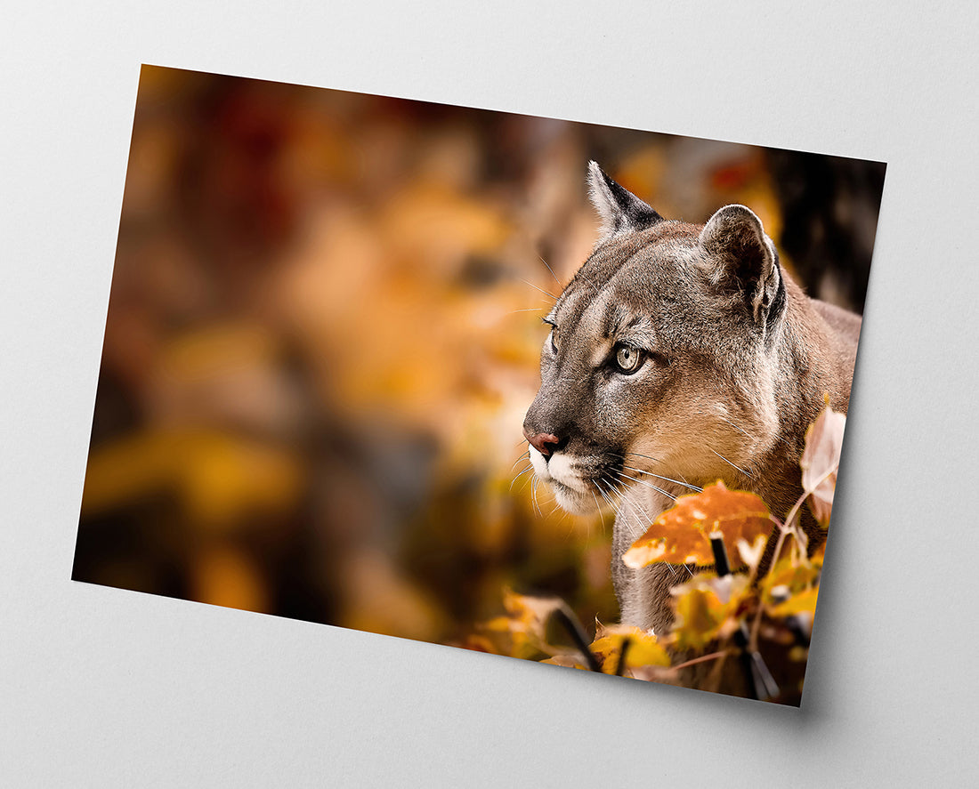 Puma im Herbst