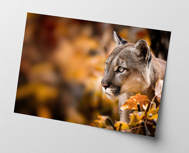 Puma im Herbst Main Image