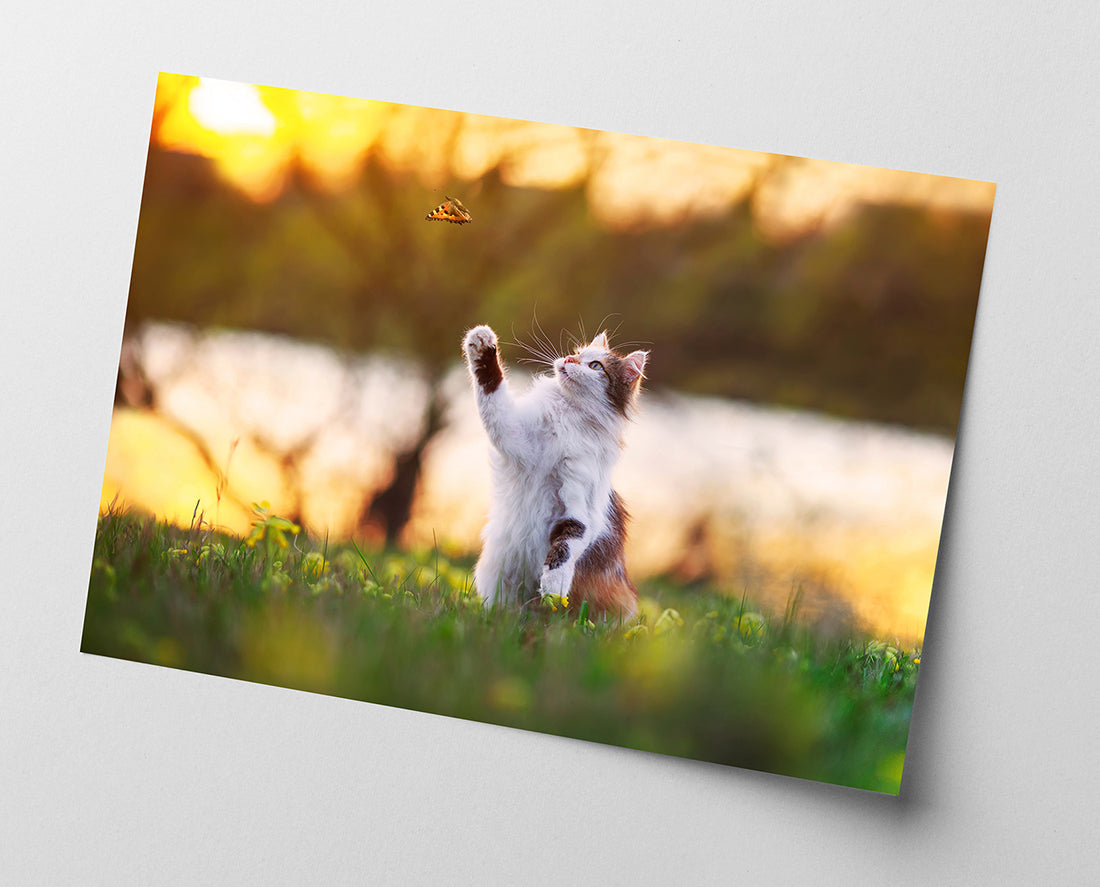 Katze mit Schmetterling