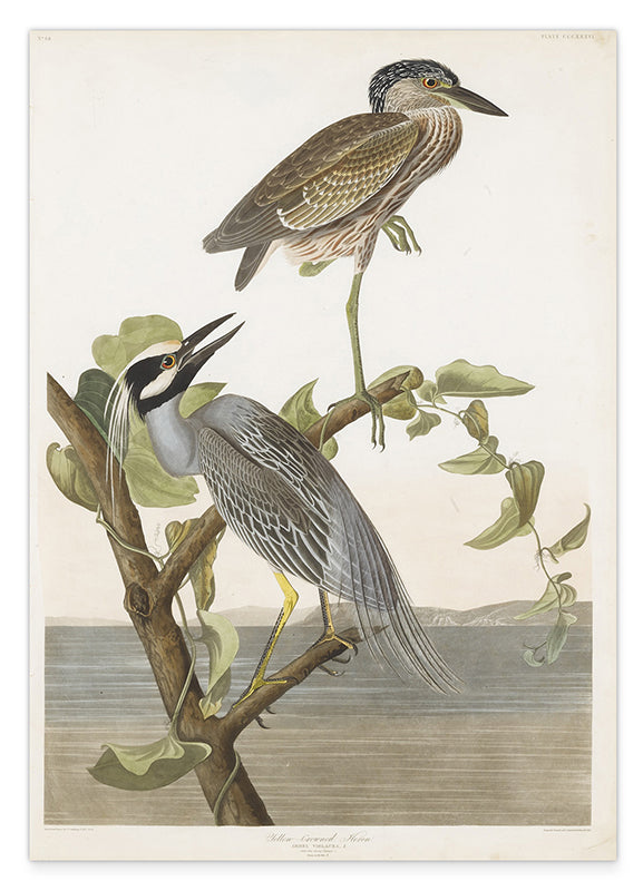 John James Audubon - Zwei Vögel auf einem Ast Hover Image