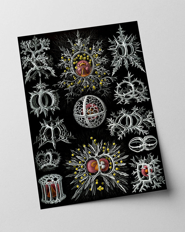 Ernst Haeckel - Mycetozoa Main Image