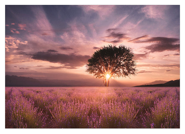 Baum auf einem Fliederfeld Hover Image