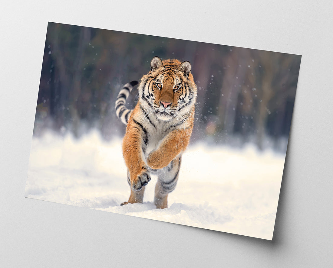 Springender Tiger im Schnee